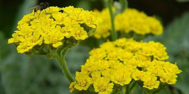 Amerikan yerlilerinin her tür hastalığın tedavisinde kullandığı 11 bitki zirveye yerleşti! Dikkat çeken detay