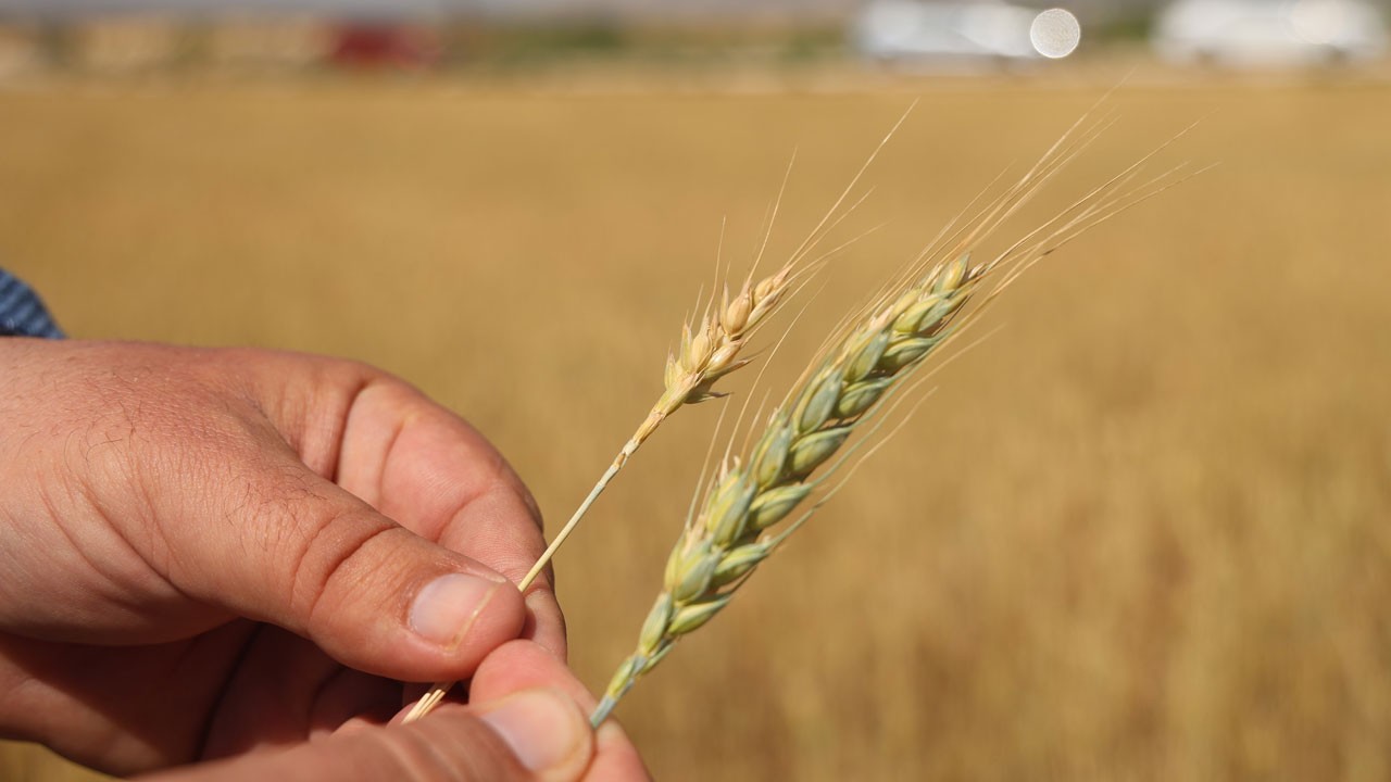 Amik Ovası alarm veriyor! Kuraklık buğdayı biçmeden vurdu