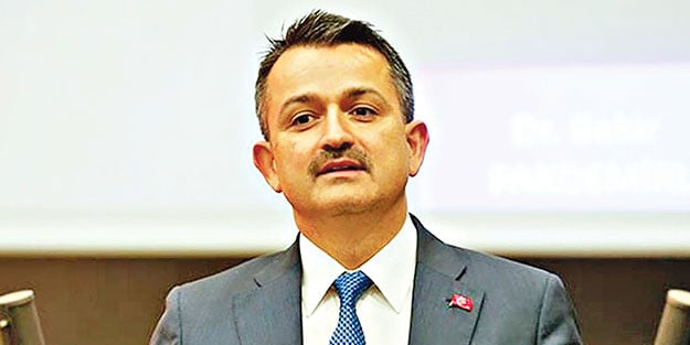 Anaç koyun destek ödemeleri başladı