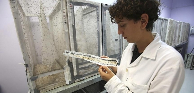 Zika virüsüne karşı ortak mücadele çağrısı