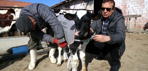 Buzağılara üşümesin diye battaniye