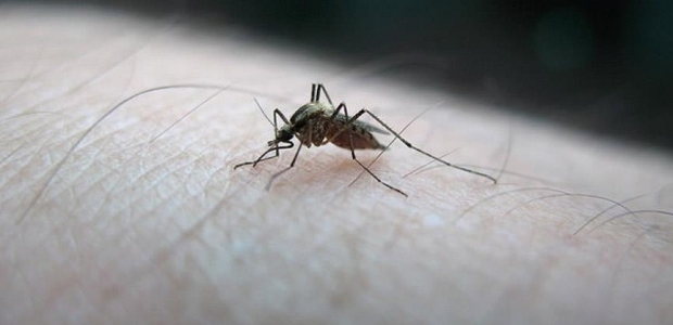 Amerika kıtasına 'Zika virüsü' uyarısı