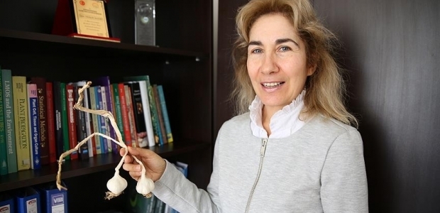 Sarımsağı çiğnemeden yutarsanız...