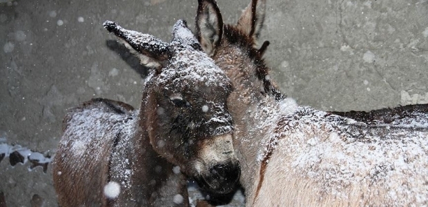 Donmak tehlikesi yaşayan eşeklere belediye sahip çıktı