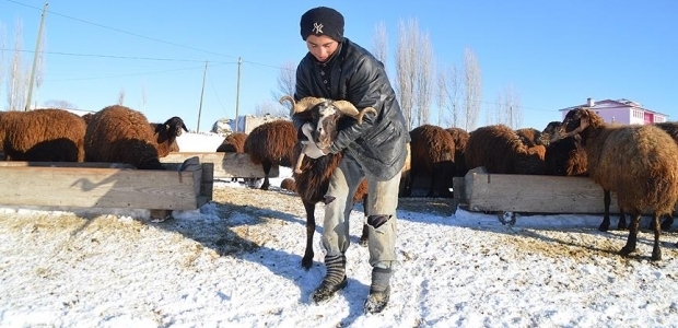 Hayvanları için eksi 15 derecede mücadele ediyorlar