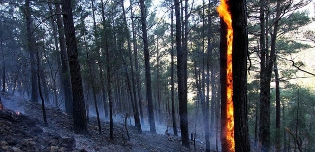 Tazmanya'da 'bin yıllık' ağaçlar kül oluyor