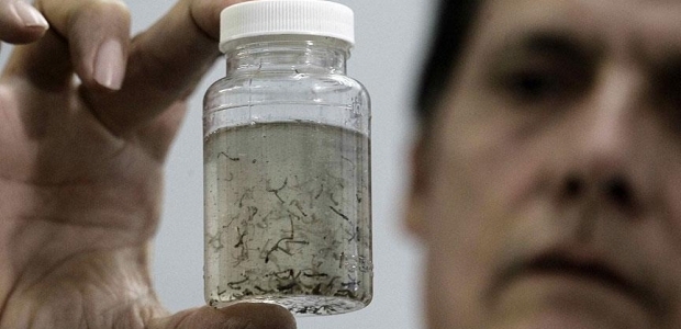 Lutwama: Zika virüsü insanlara uyum sağlıyor