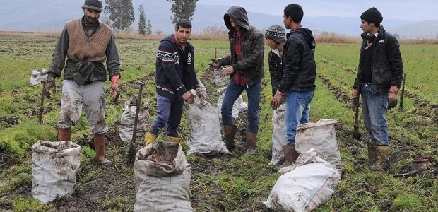 Çamur içinde 'ekmek kavgası'