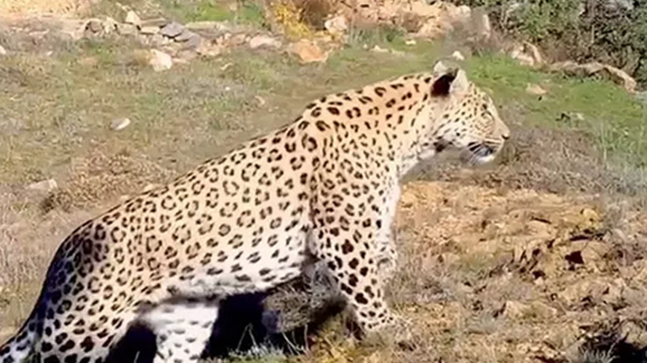 Türkiye'de Anadolu Parsı kaç tane var? Nesli tükenmekte olan hayvan: Resmen açıklandı