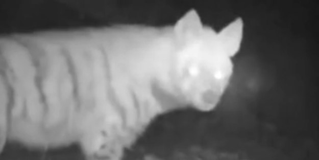 Anadolu sırtlanları fotokapana yakalandı