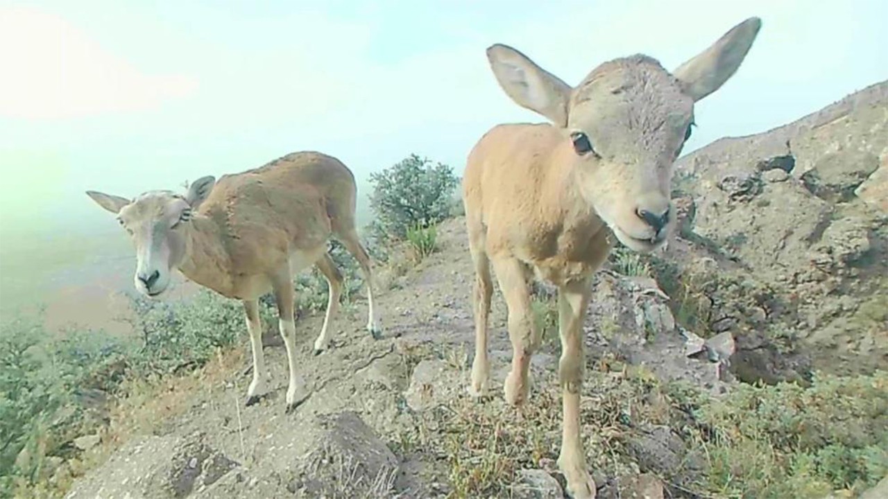Anadolu yaban koyunu yavrularıyla foto kapana yakalandı