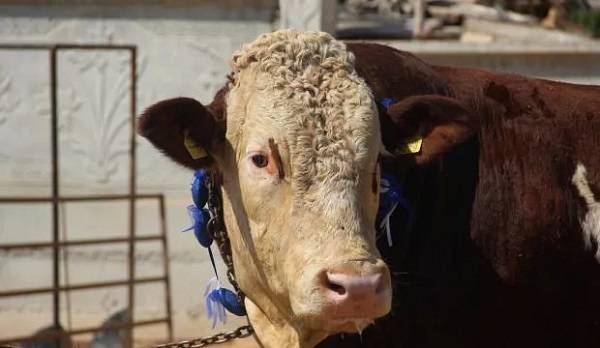 Anadolu Yakası kurban kesim noktaları 2021