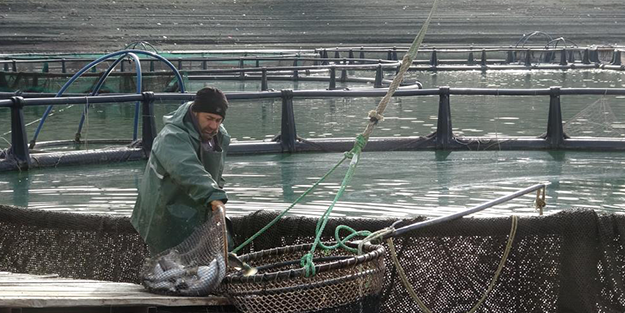 Anadolu'da denizi olmayan şehirden somon ihracatı!