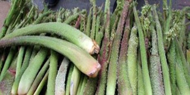 Anadolu'dan gelen sağlık: Işgın'ın müthiş faydası!