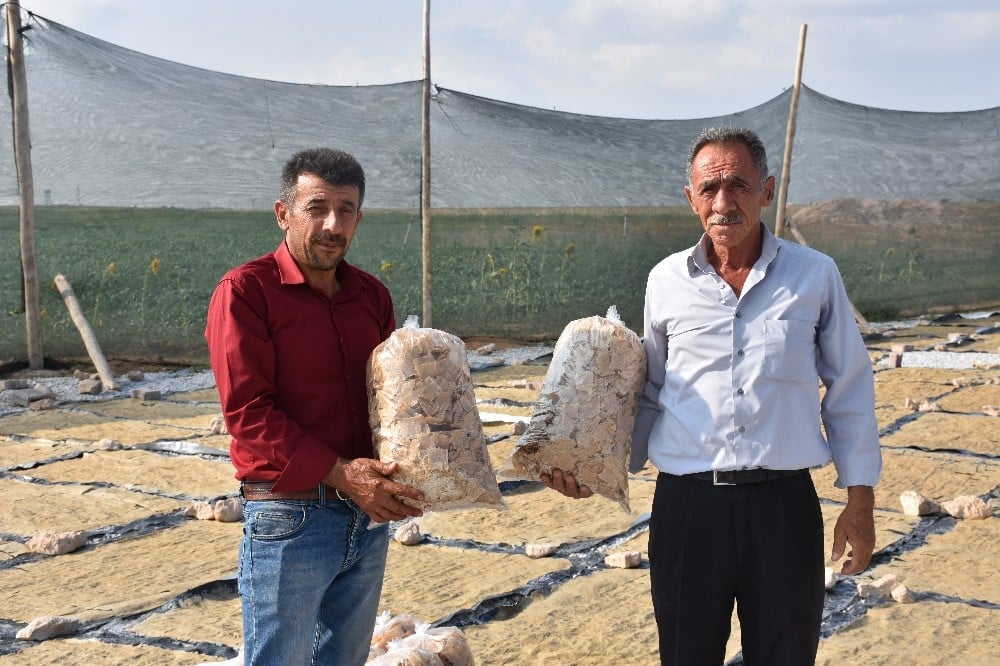 Anadolu’nun meşhur tarhanasından cips 