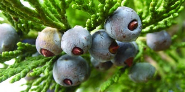 Anadolu'nun şifası ardıçta gizli!