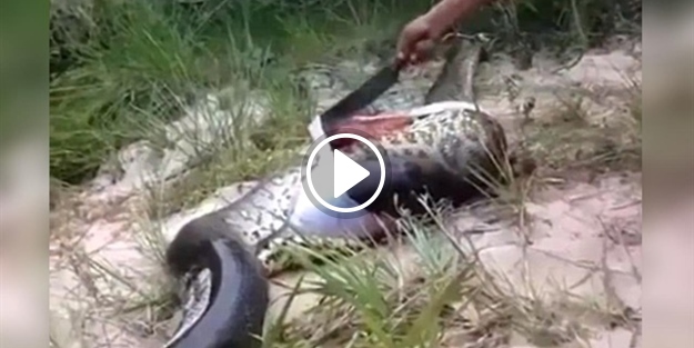 Anakonda başka bir anakondayı yedi!