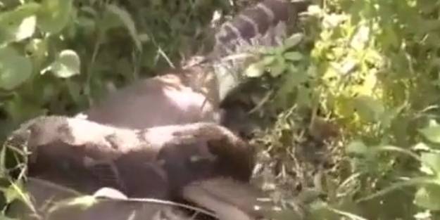 Anakonda ineği böyle yuttu