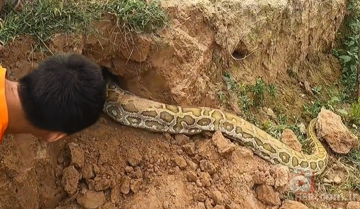 Anakondayı kış uykusundan uyandırdılar! Kazdıkları delikten çıkanlar şaşkına çevirdi