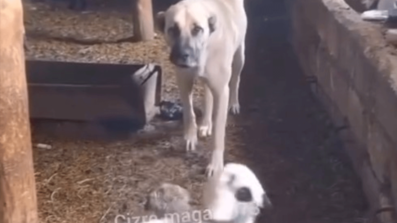 Annelik böyle bir şey mi? Sosyal medyada viral oldu!