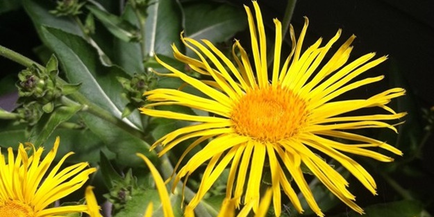 Andız otu akciğere, vereme şifa dağıtıyor