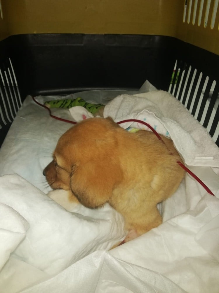 Anemi olan köpeğe kan nakli yapıldı 