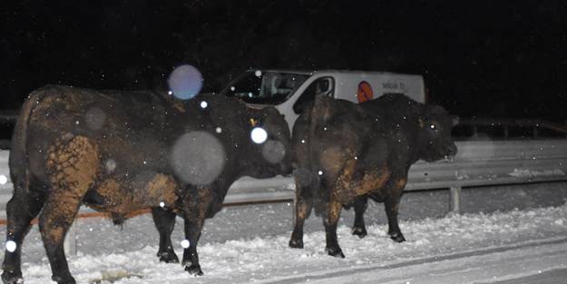 Angus taşıyan tır devrildi, anguslar yola dağıldı!