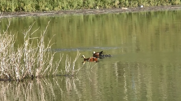 Angut kuşlarının kavgası kameraya yansıdı!