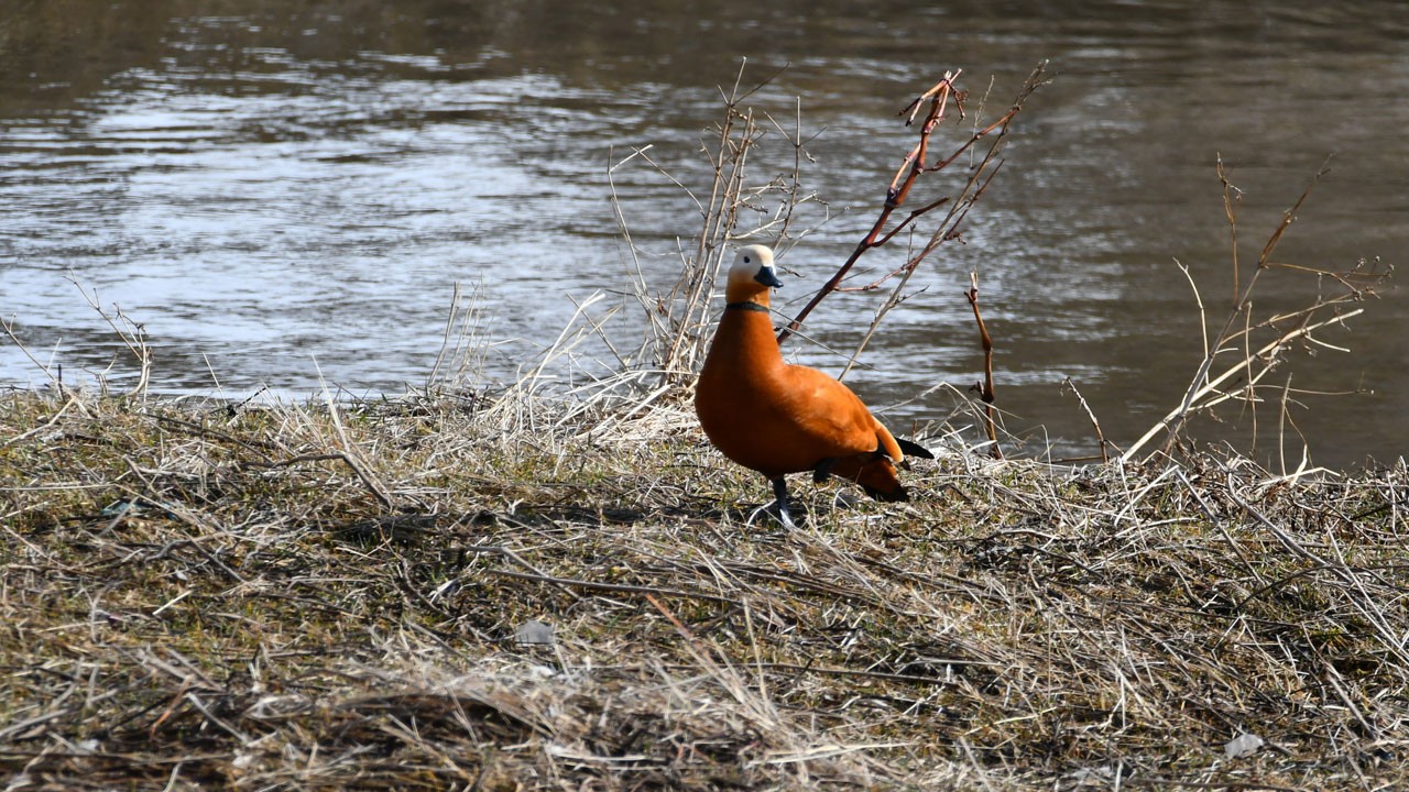 Angutlar baharla Sarıkamış’a döndü