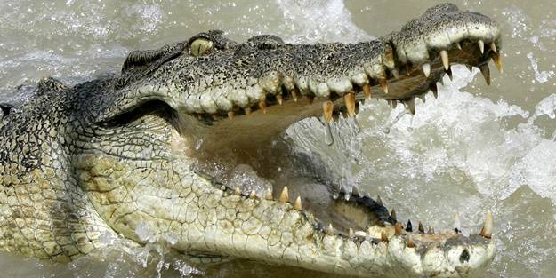 Aniden çıkan dev timsah, kız çocuğunu yuttu!