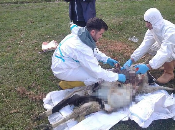 Aniden ölmeye başladılar! O ilimizde 1 haftada 18 koyun telef oldu