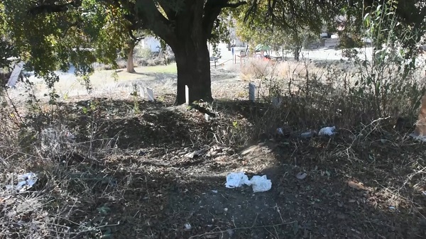 Anıt ağaca büyük saygısızlık