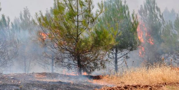 Anız yangını ormana sıçradı; 20 hektarlık alan zarar gördü