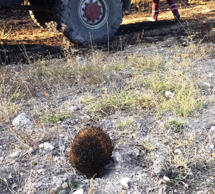 Anız yangınında başı yanan kirpiyi su dökerek soğuttular 