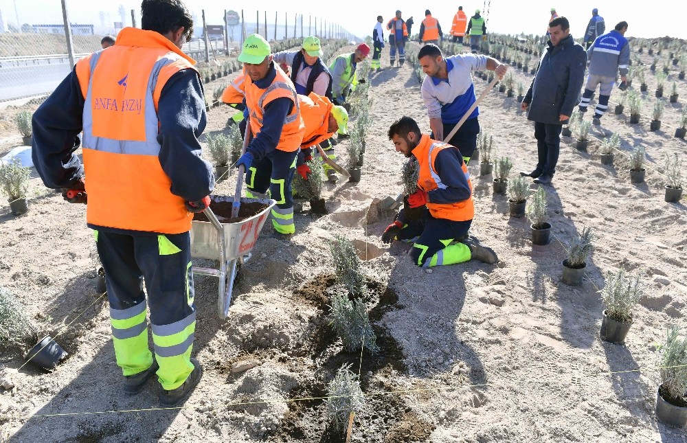 Ankara Büyükşehirden lavanta üreticilerine destek 