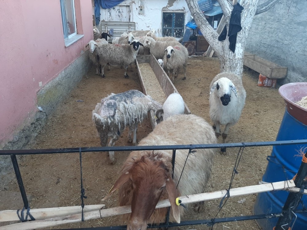 Ankara jandarması çalınan hayvanları Konya’da buldu 