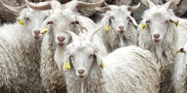 Ankara tiftik keçimizi ellere nasıl kaptırdık?