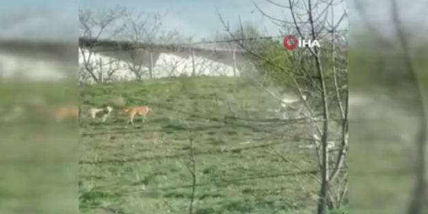 Ankara Yenimahalle'de başıboş köpek saldırısı!