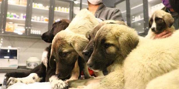 Ankara'da 9 köpek can çekişirken bulundu