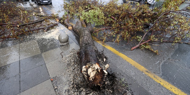 Ankara'da ağaç devrildi! Araçta hasar oluştu
