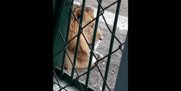 Ankara'da aslan korkusu! Vatandaşlar çileden çıktı