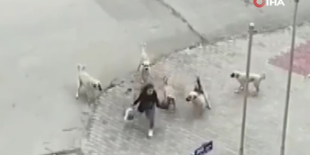 Ankara’da başıboş köpek dehşeti... Az kalsın canından oluyordu