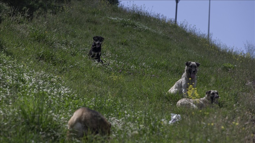 Ankara’da başıboş köpek dehşeti!