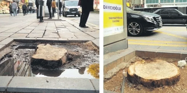 Ankara’da gece vakti ağaç katliamı