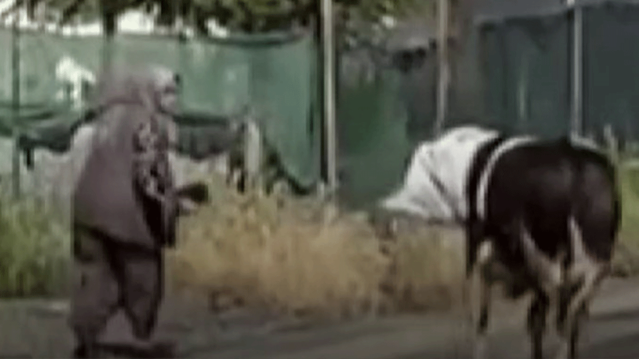 Ankara'da kaçan dana yaşlı kadını yaraladı!