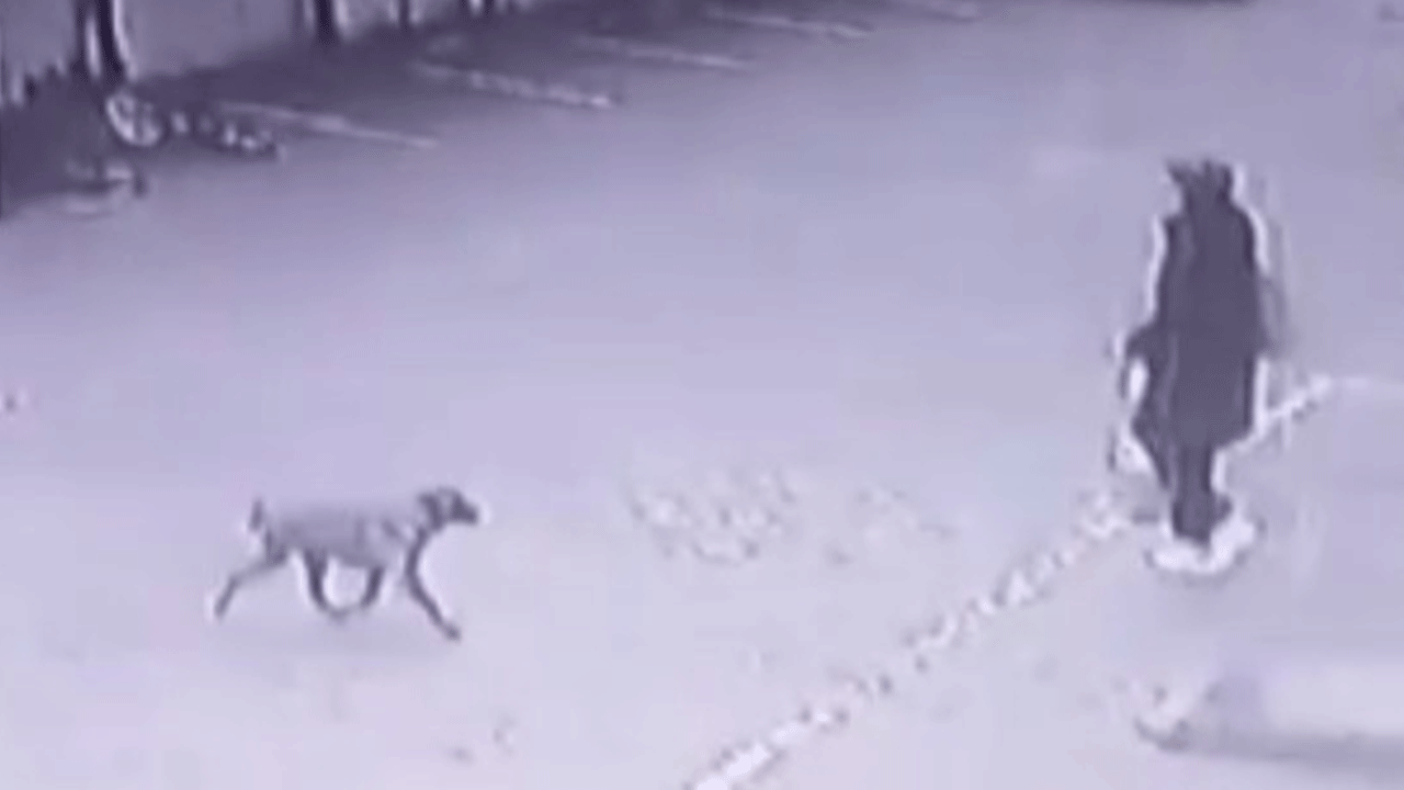Ankara'da köpekler kadına böyle saldırdı!