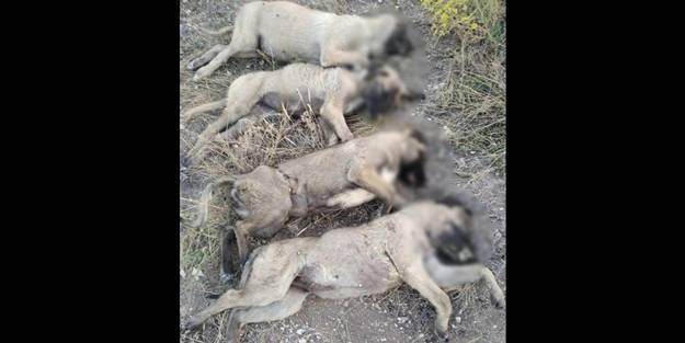 Ankara'da korkunç olay! Köpekleri katledip sıraya dizdiler