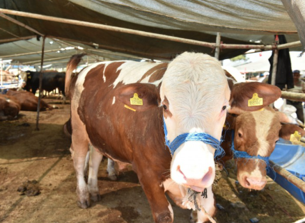 Ankara’da kurban pazarında polislere saldıran 12 öküz gözaltına alındı