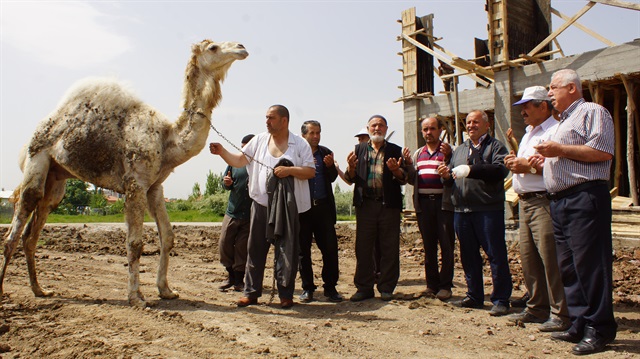 Ankara'da kurbanlık devenin peşine düştüler