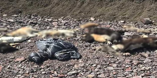 Ankara'da onlarca köpek ölüsü bulundu!